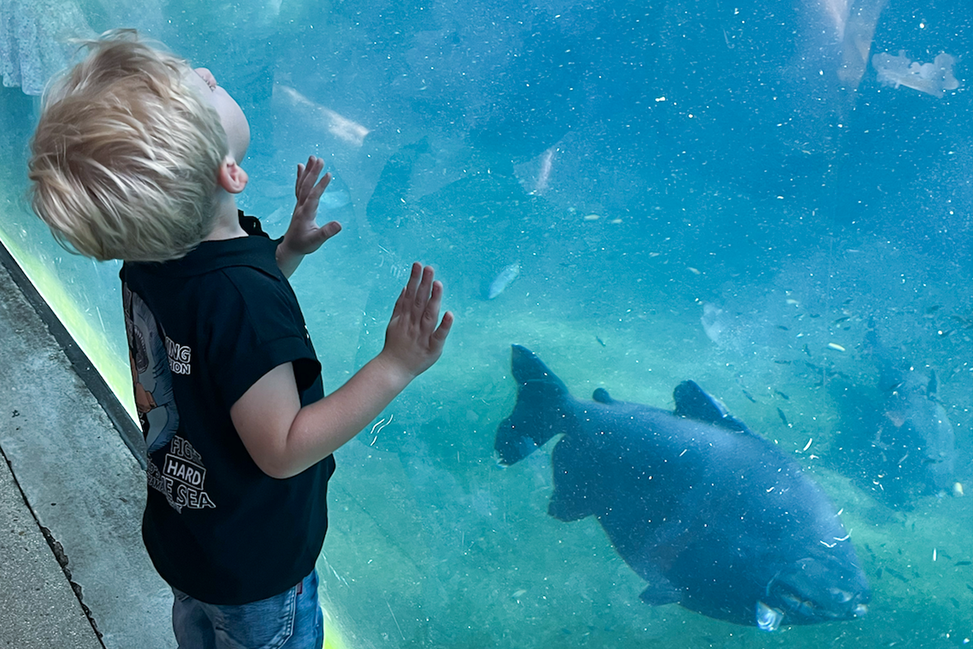 Jeune enfant observant un grand poisson à travers la vitre d’un aquarium. La scène capture un moment d’émerveillement et de curiosité, avec la lumière bleutée de l’eau illuminant le visage de l’enfant. L’image illustre la découverte du monde marin, l’éducation par l’expérience et la magie des visites culturelles ou pédagogiques.